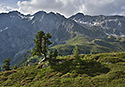 Divnostrom - hlavn odkaz