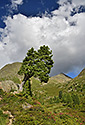 Divnostrom - hlavn odkaz