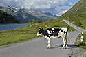 Vldce Alp - hlavn odkaz