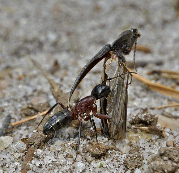 Ant - smaller format