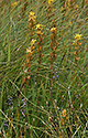Bod asphodel - main link