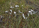 Cotton grass - main link