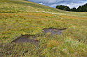 Bog - main link
