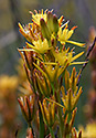 Bog asphodel - main link