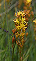 Bog asphodel - main link