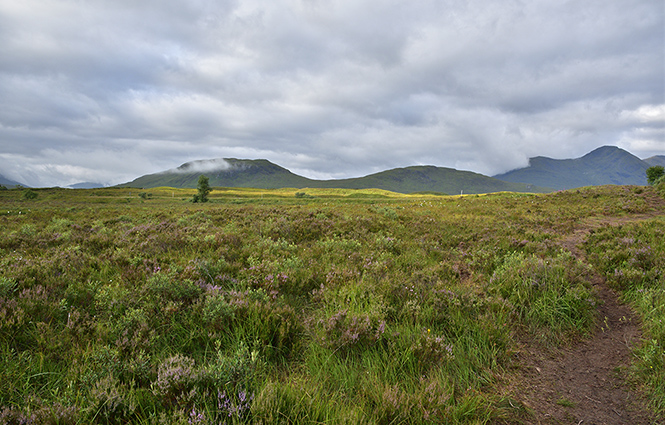 Morning in bog - smaller format
