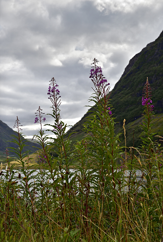 Willowherb - larger format