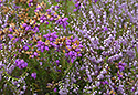 Heather - main link