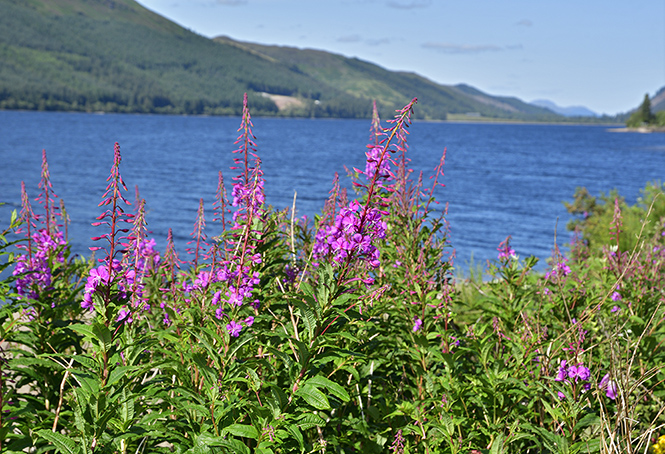 Willowherb - smaller format