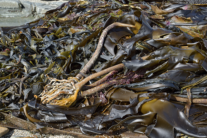 Seaweed - smaller format
