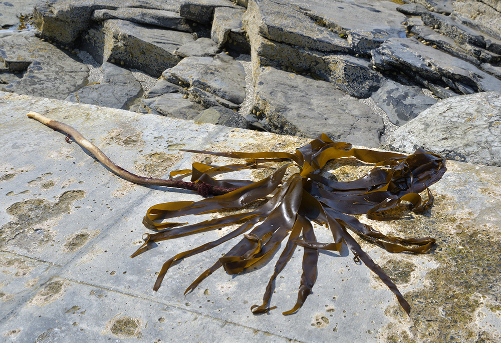 Seaweed - larger format