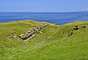 Cleft - main link