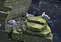 Nortern fulmars - main link