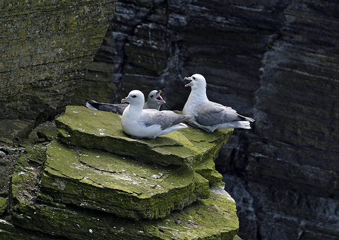 Nortern fulmars - smaller format