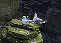 Nortern fulmars - main link