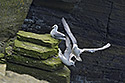 Nortern fulmars - main link