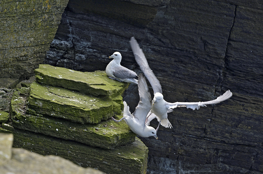 Nortern fulmars - larger format