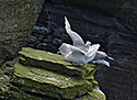 Nortern fulmars - main link