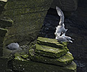 Nortern fulmars - main link
