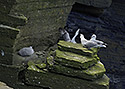 Nortern fulmars - main link