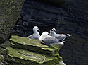 Nortern fulmars - main link