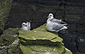 Nortern fulmars - main link