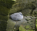Nortern fulmars - main link