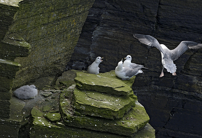 Nortern fulmars - smaller format