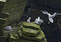 Nortern fulmars - main link