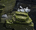 Nortern fulmars - main link