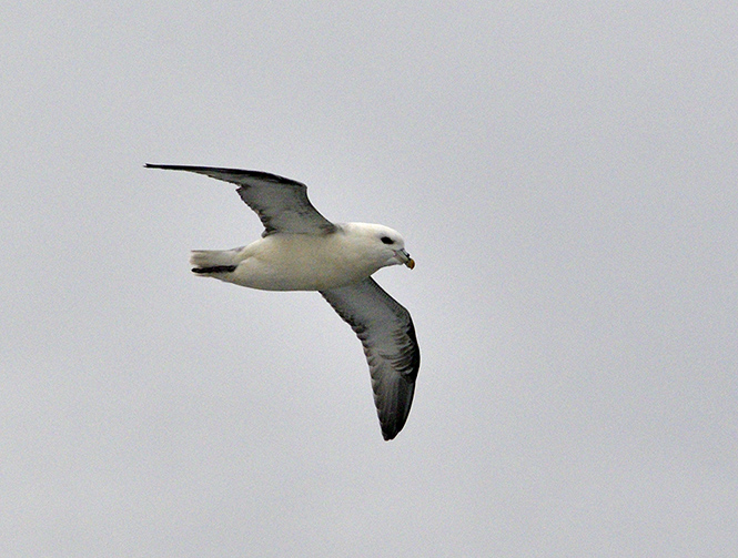 Fulmar - smaller format