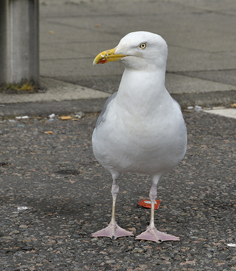 Seagull - smaller format