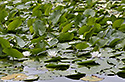 Water lily - main link