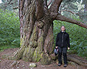 Pine - main link