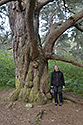 Pine - main link