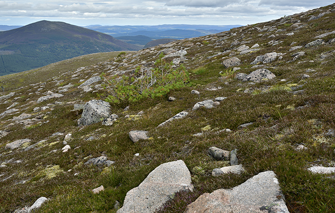 The face of Highlands - smaller format