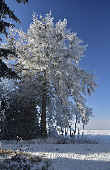 Rime - smaller format