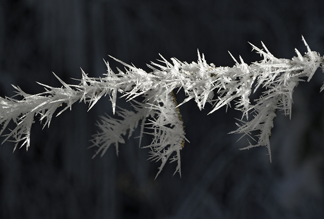 Fragile beauty - smaller format