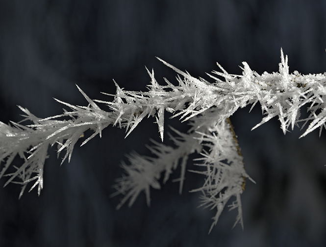 Fragile beauty - smaller format