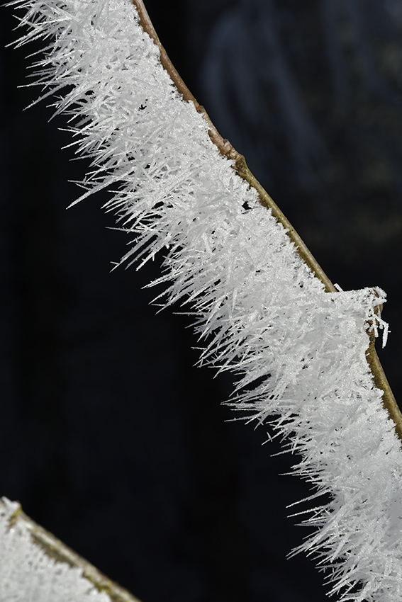 Fragile beauty - larger format