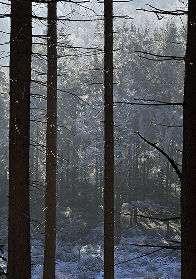 Rime - smaller format