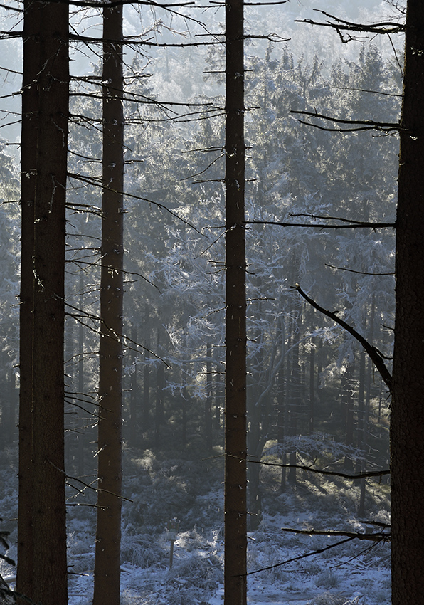 Rime - larger format