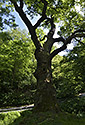 "Oldich`s Oak" in "Peruc" - main link