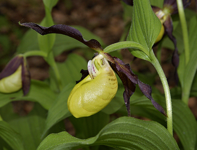 Cypripedium - smaller format