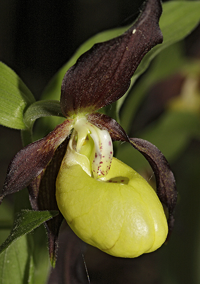 Cypripedium - smaller format
