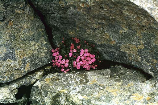 Pirinsk flora - men formt