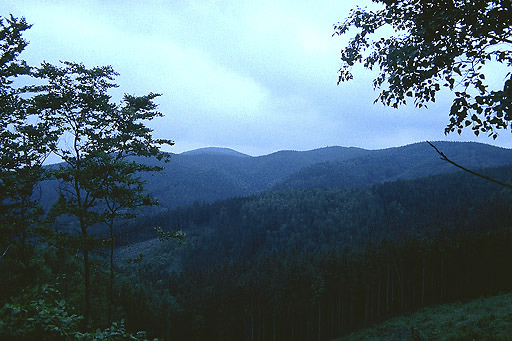 On "Maple Hills" - smaller format