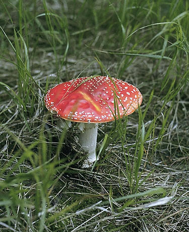 Toadstool - smaller format