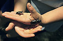 Female stag-beetles - main link