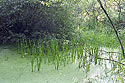 Green kingdom - main link